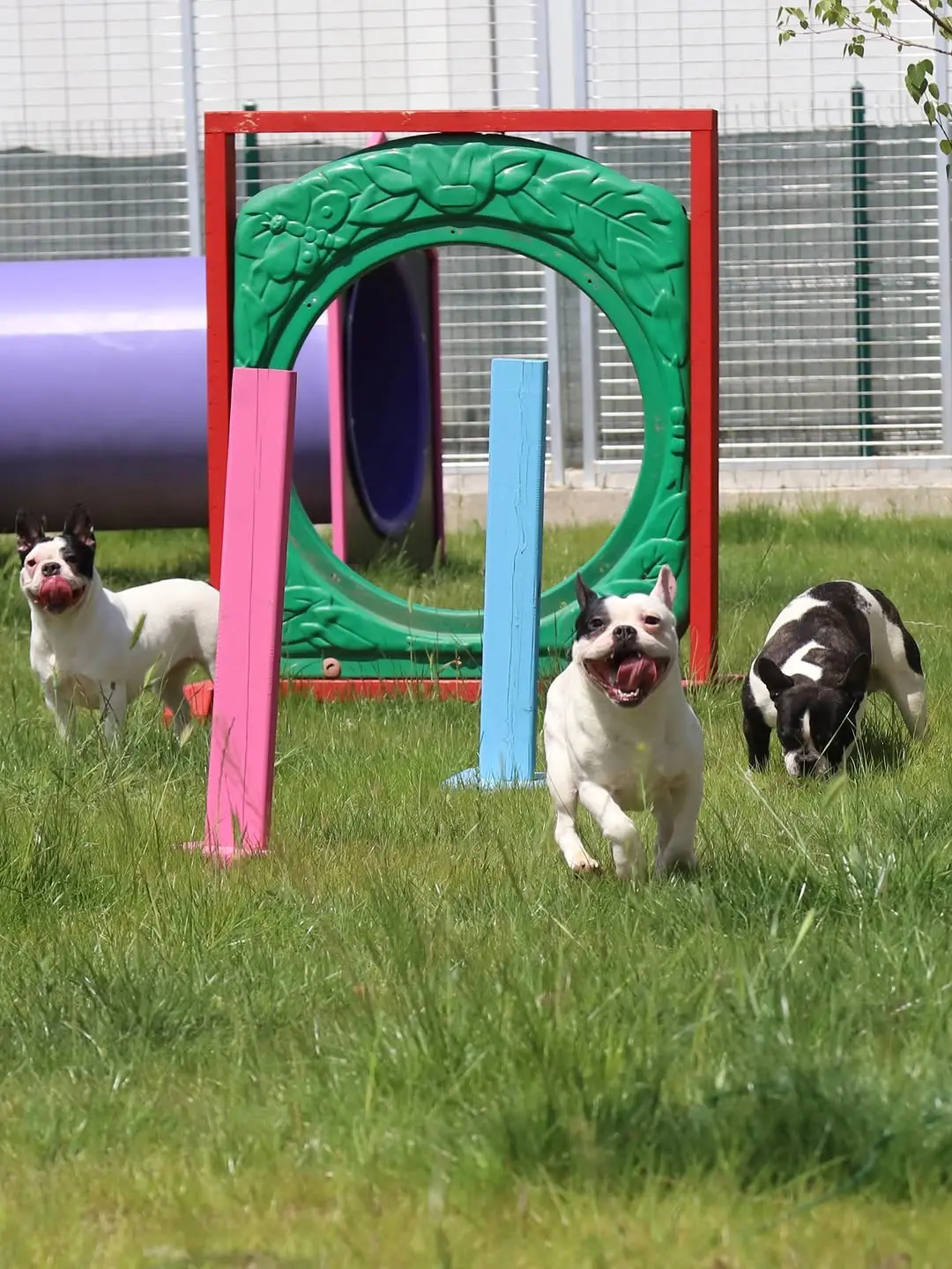Büyükşehir, 9 köpeği koruma altına aldı