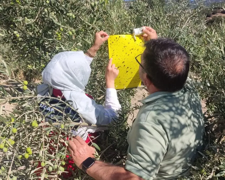 Zeytin sineği ile mücadele kontrol çalışmaları sürüyor