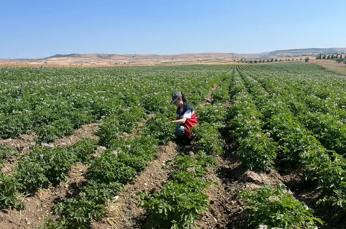 Patates Üreticilerine Önemli Kontrol Duyurusu