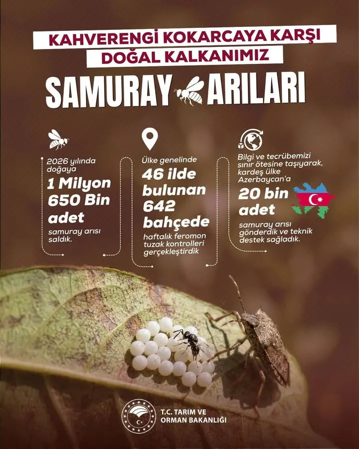 Kahverengi kokarcaya karşı biyolojik mücadele başladı
