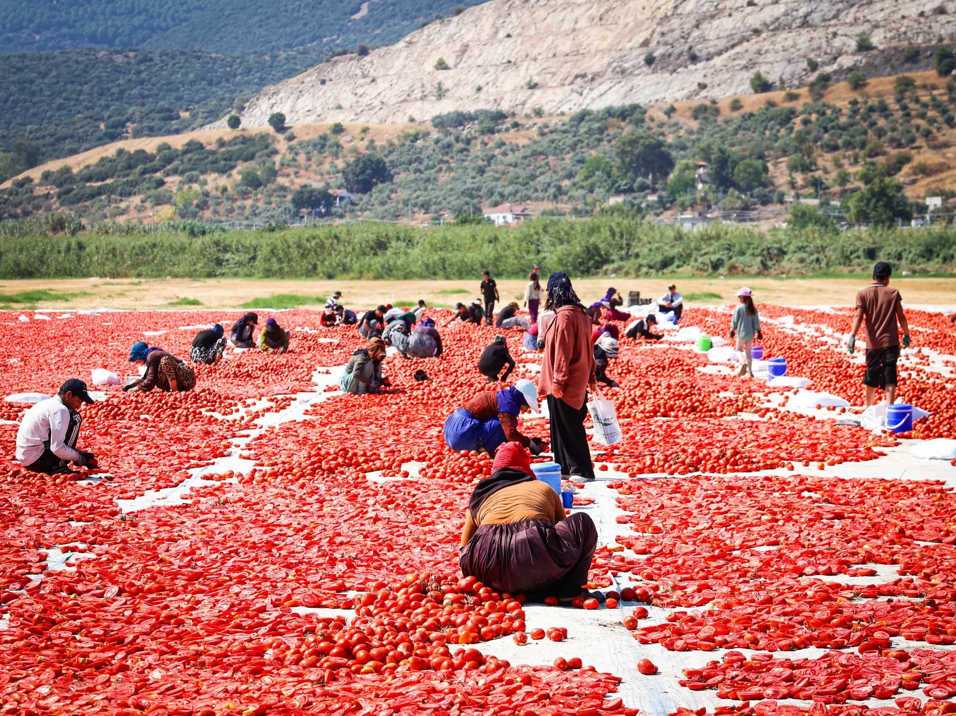 Torbalı'nın kuru domatesi dünya sofralarına ulaşıyor