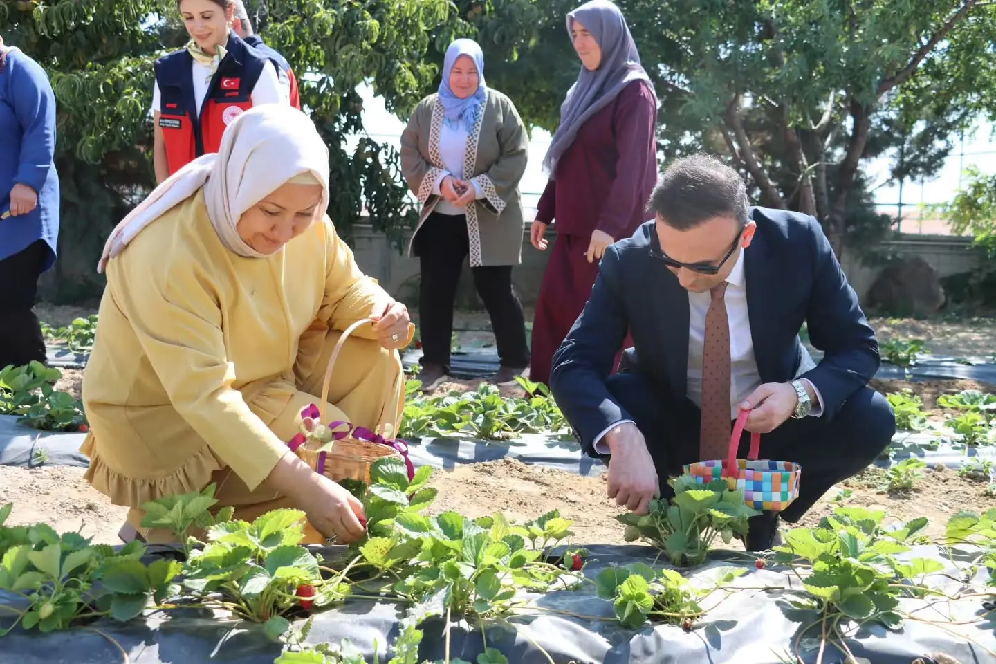 İscehisar'da Çilek Hasadı Gerçekleşti