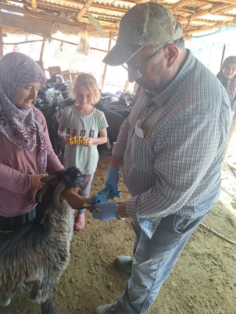Küçükbaş Hayvanlar İçin Aşılama Çalışmaları Devam Ediyor