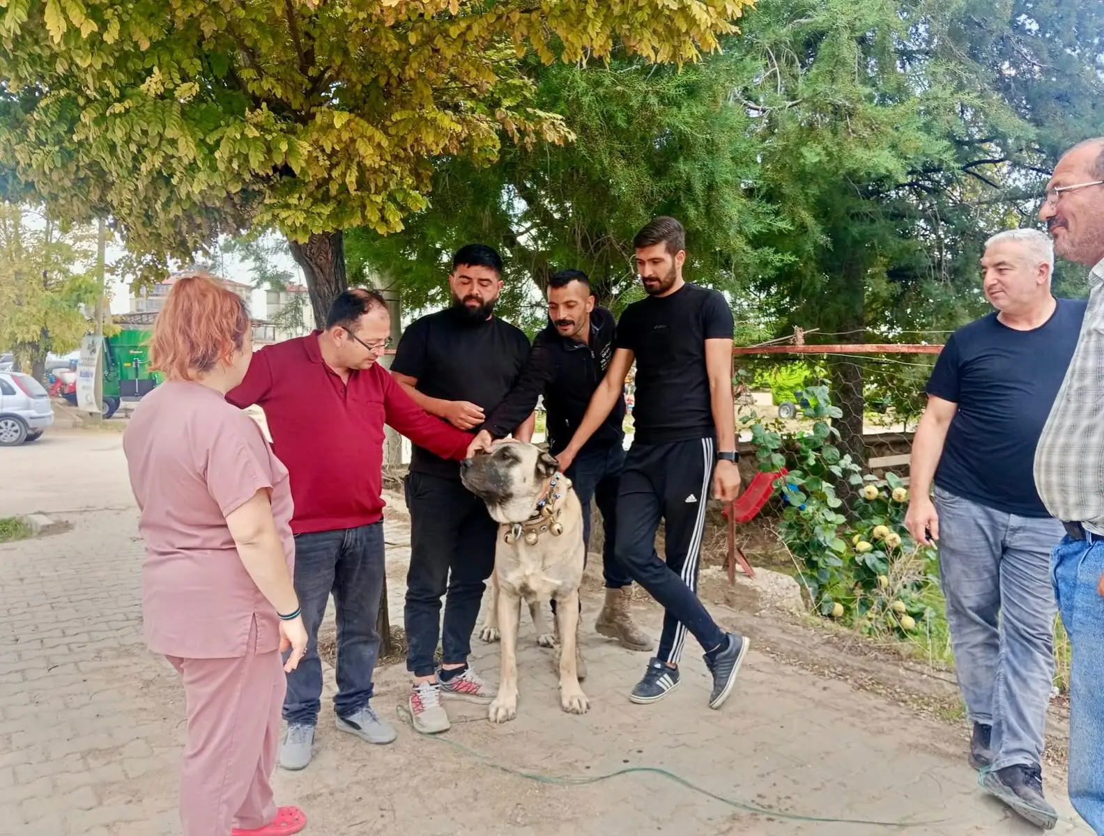 Evcil Hayvanların Kimliklendirme Çalışmaları