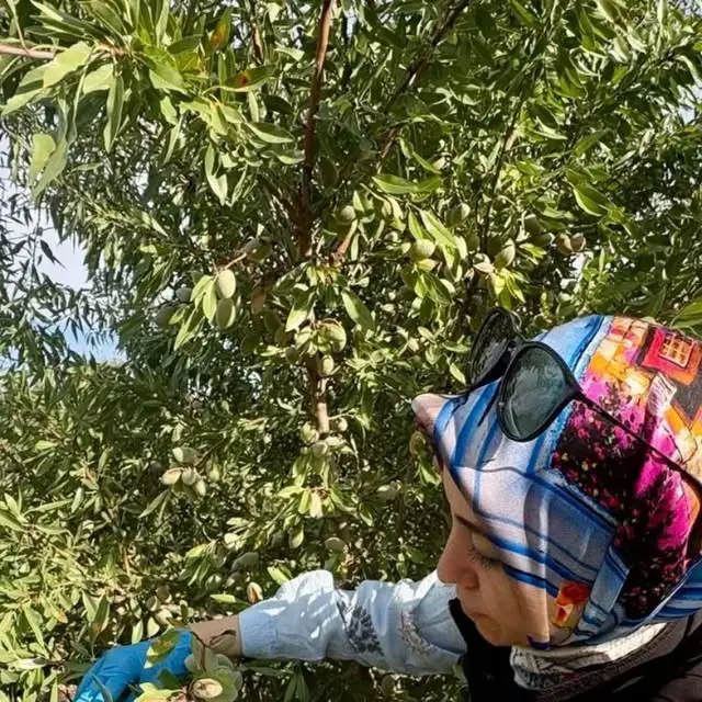 Meyve Bahçelerinde Kontroller Devam Ediyor