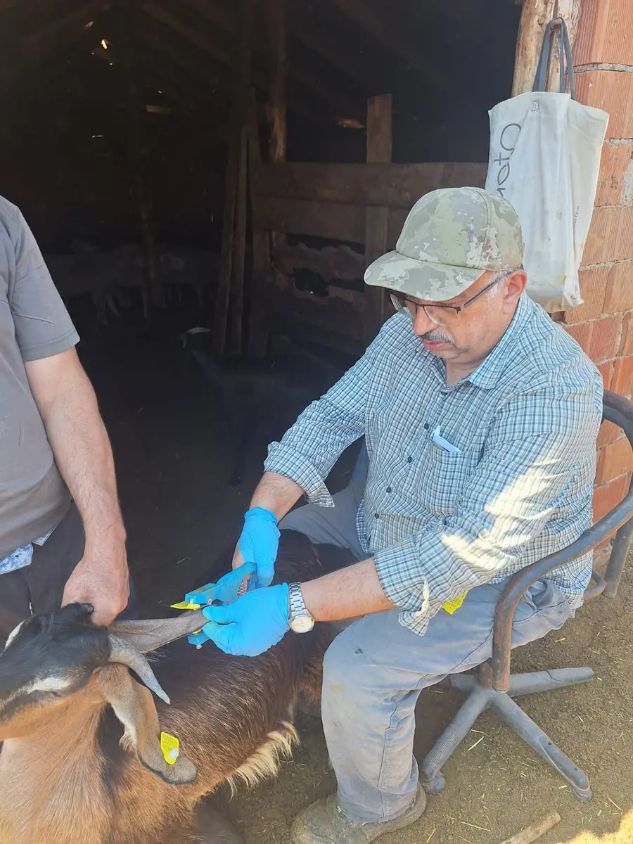 Küçükbaş Hayvanlarda Sağlık Çalışmaları Devam Ediyor