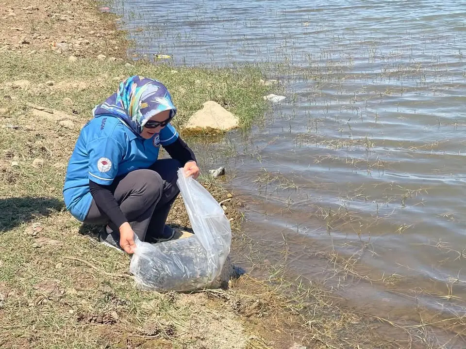 Isparta'da 375 Bin Sazan Yavrusu Su Kaynaklarına Bırakıldı