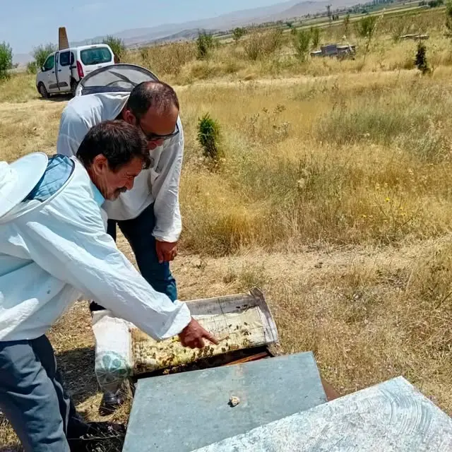 Küçükbaş hayvan tespit çalışmaları sürüyor