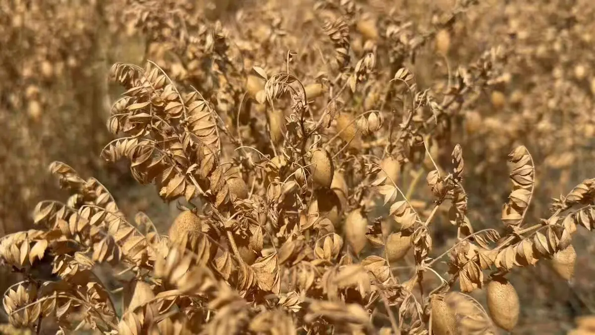 Kütahya'da Nohut Çeşitleri Tanıtıldı