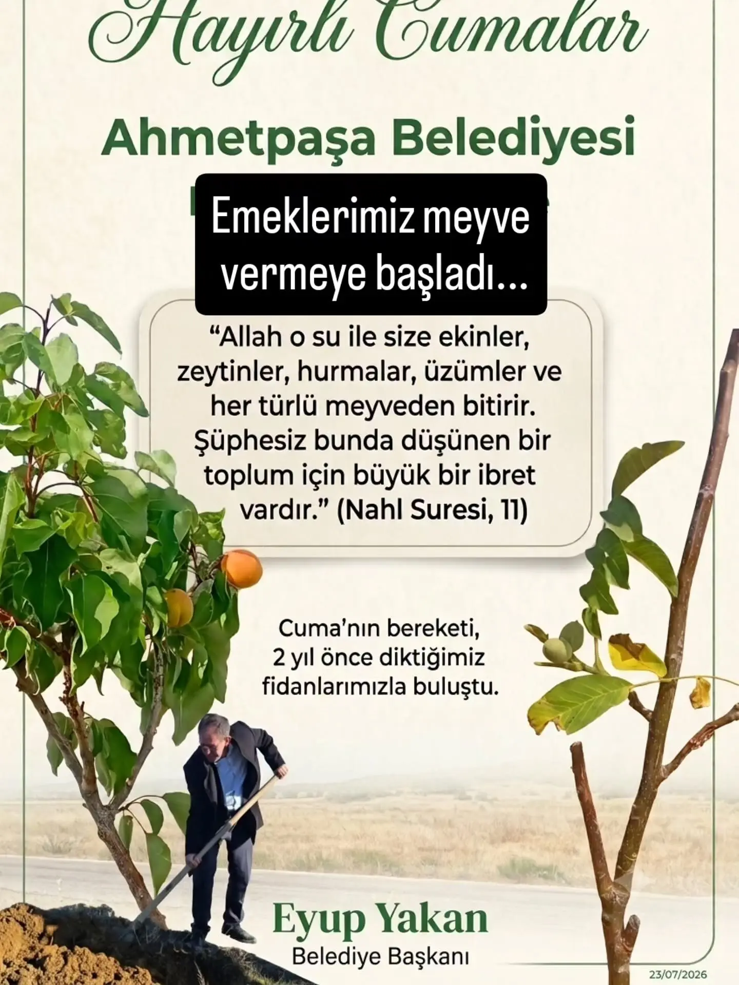 Ahmetpaşa'da İlk Meyve Fidanları Hasat Edildi
