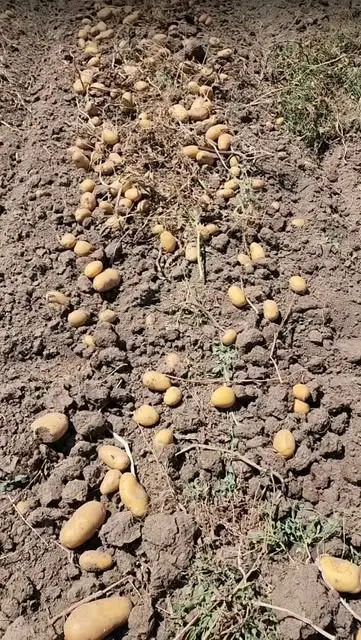 Emirdağ'da besilik hayvanların sağlık kontrolleri yapıldı