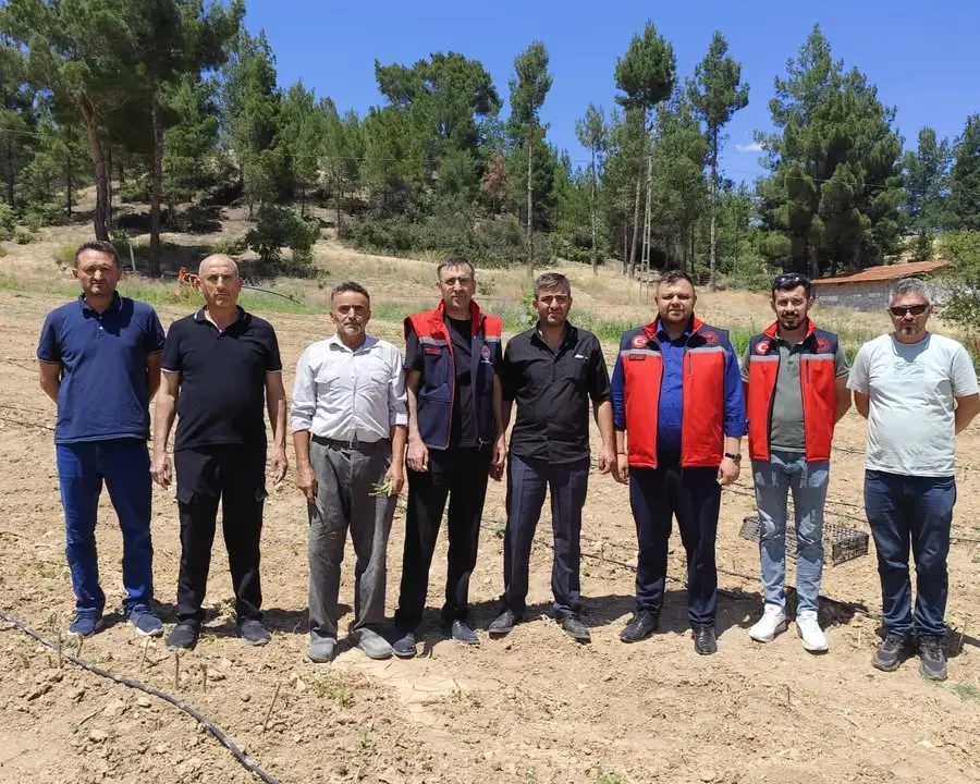 Uşak'ta Kuşkonmaz Üretimi Artıyor
