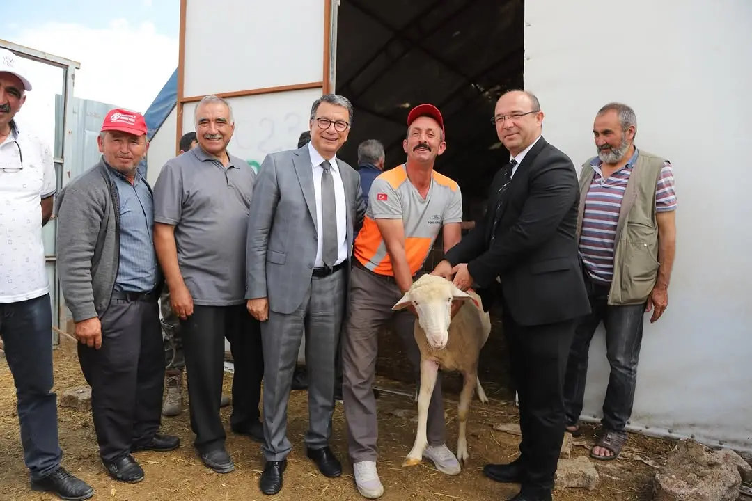 Damızlık koç desteği üreticilere ulaştırıldı