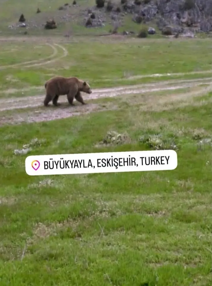 Döğer'de vahşi ayı görüldü, dikkatli olunması istendi