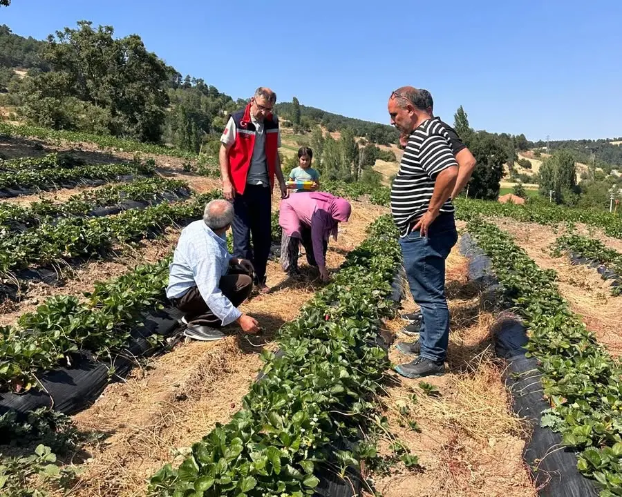 Çilek Üretim Alanları Uşak'ta İncelendi