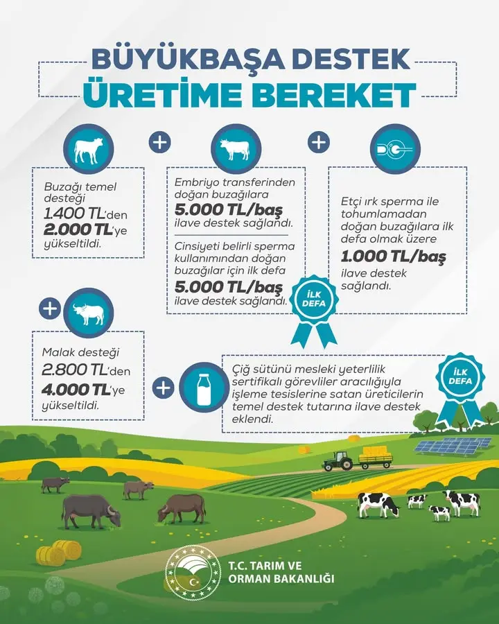 Büyükbaş hayvancılık destekleri artırıldı