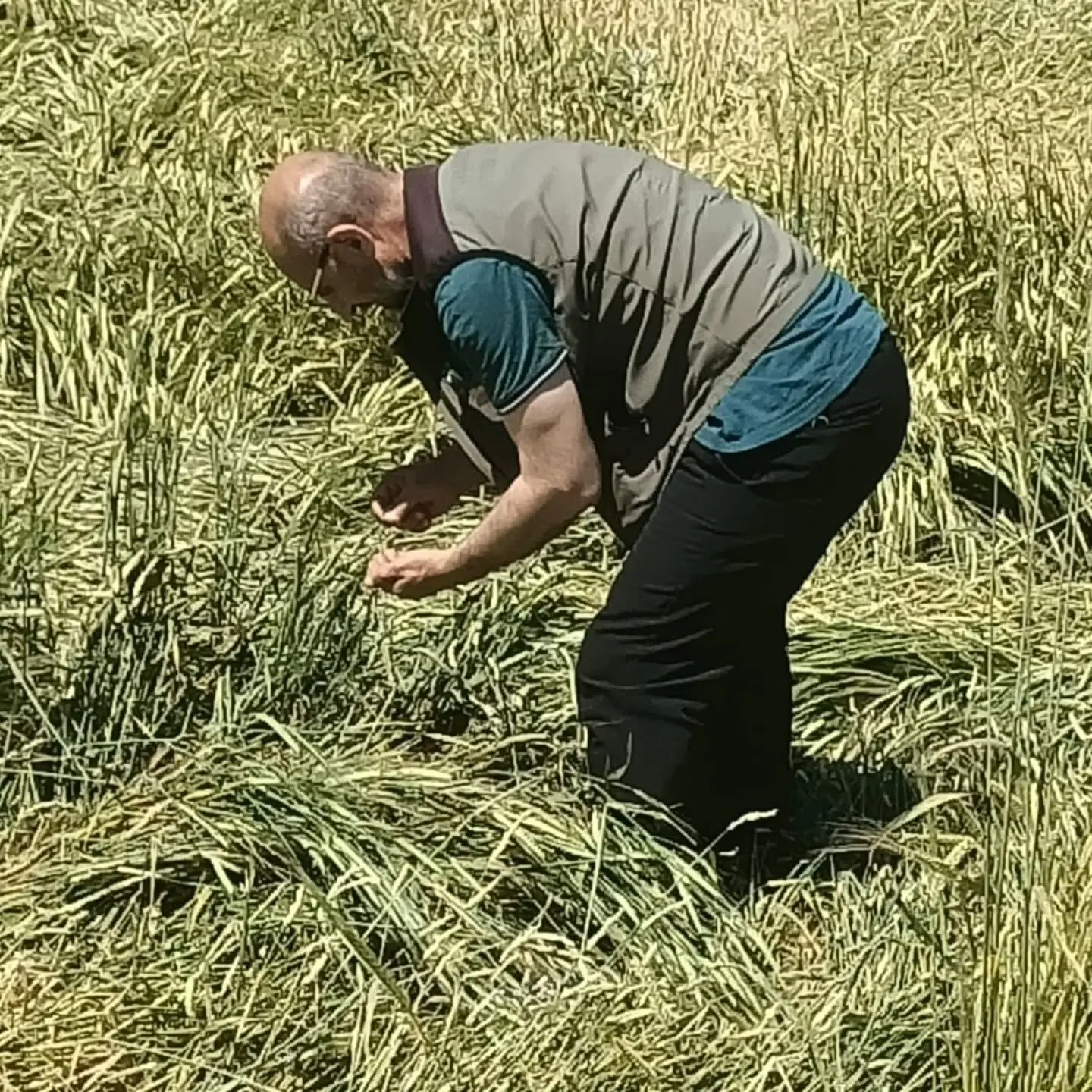 Dolu hasar tespit çalışmaları sürüyor