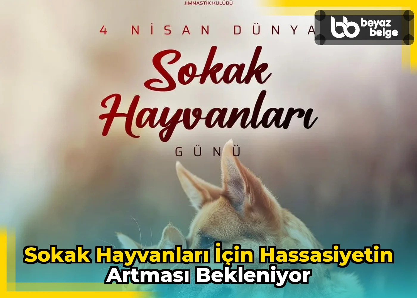 Sokak Hayvanları İçin Hassasiyetin Artması Bekleniyor