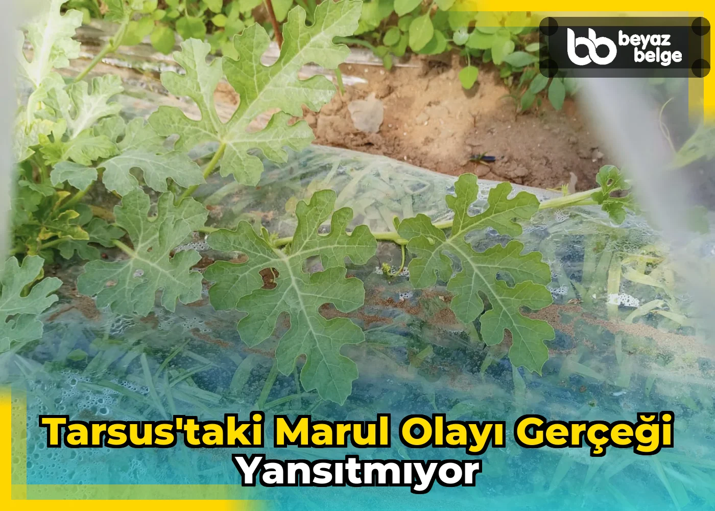 Tarsus'taki marul olayı gerçeği yansıtmıyor