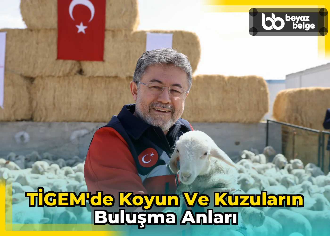 TİGEM'de Koyun ve Kuzuların Buluşma Anları