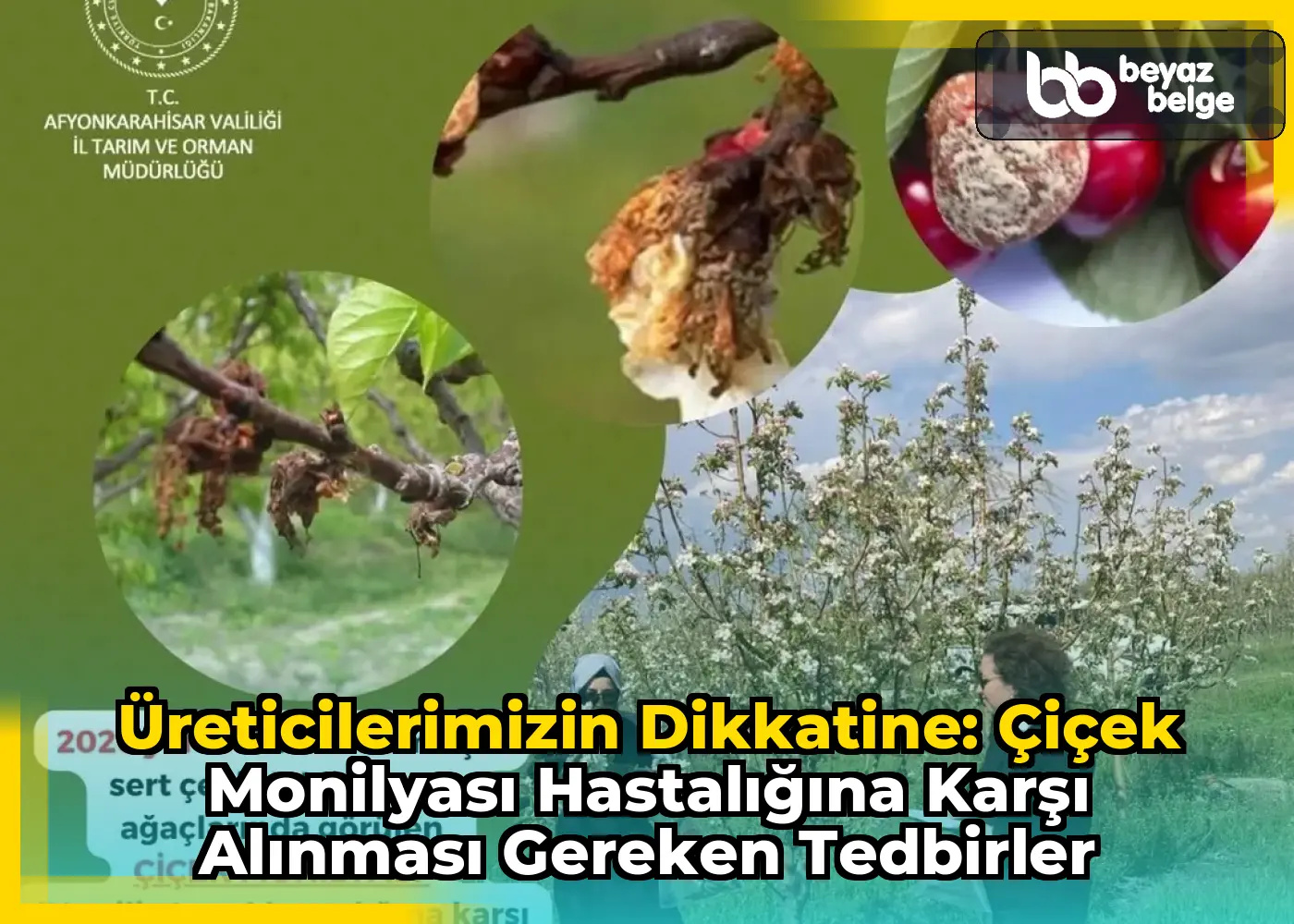 Üreticilerimizin Dikkatine: Çiçek Monilyası Hastalığına Karşı Alınması Gereken Tedbirler