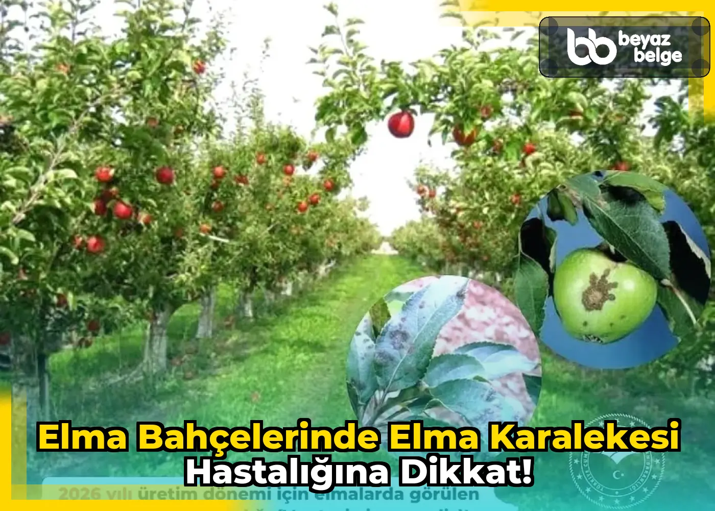 Elma Bahçelerinde Elma Karalekesi Hastalığına Dikkat!