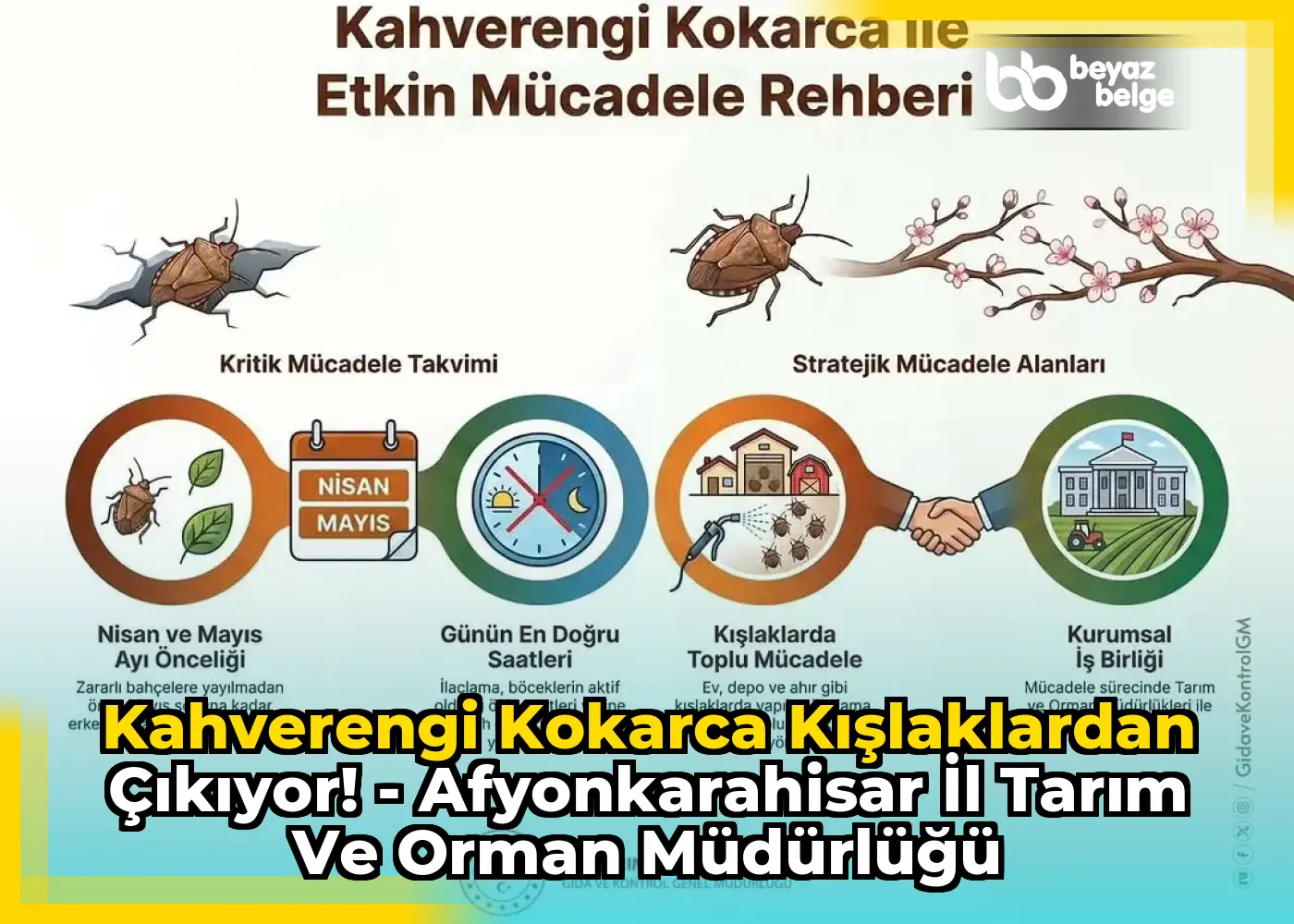 Kahverengi Kokarca Kışlaklardan Çıkıyor! - Afyonkarahisar İl Tarım Ve Orman Müdürlüğü