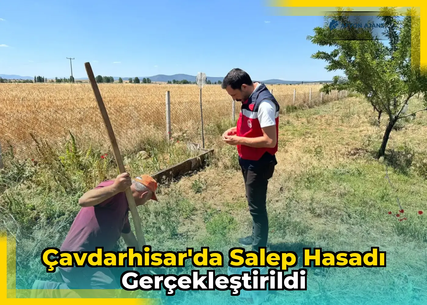 Çavdarhisar'da Salep Hasadı Gerçekleştirildi