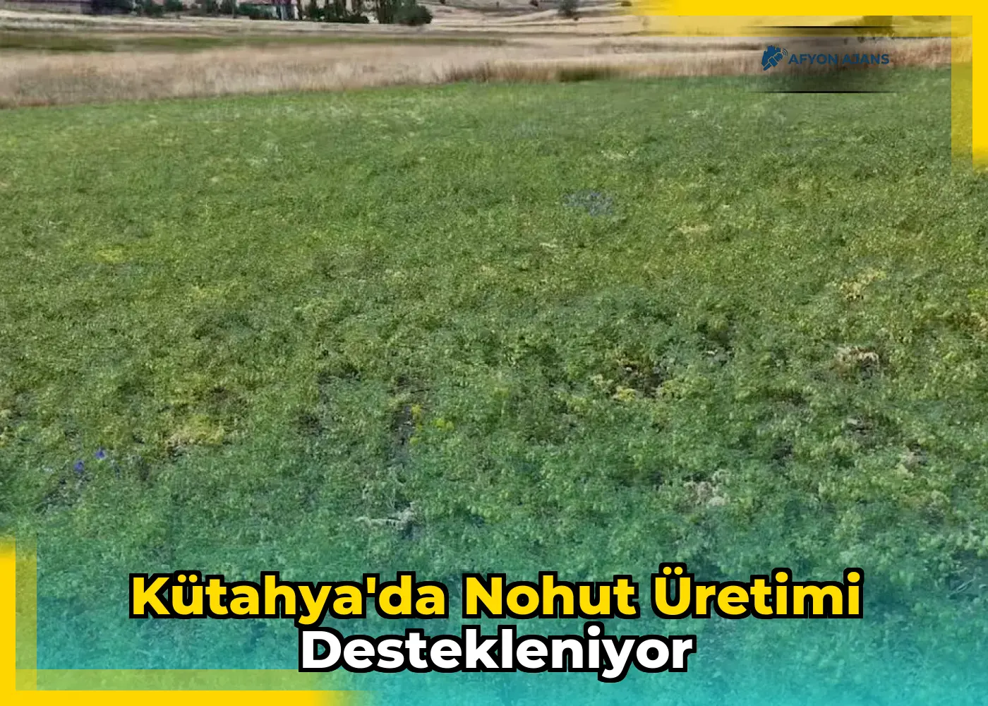 Kütahya'da Nohut Üretimi Destekleniyor