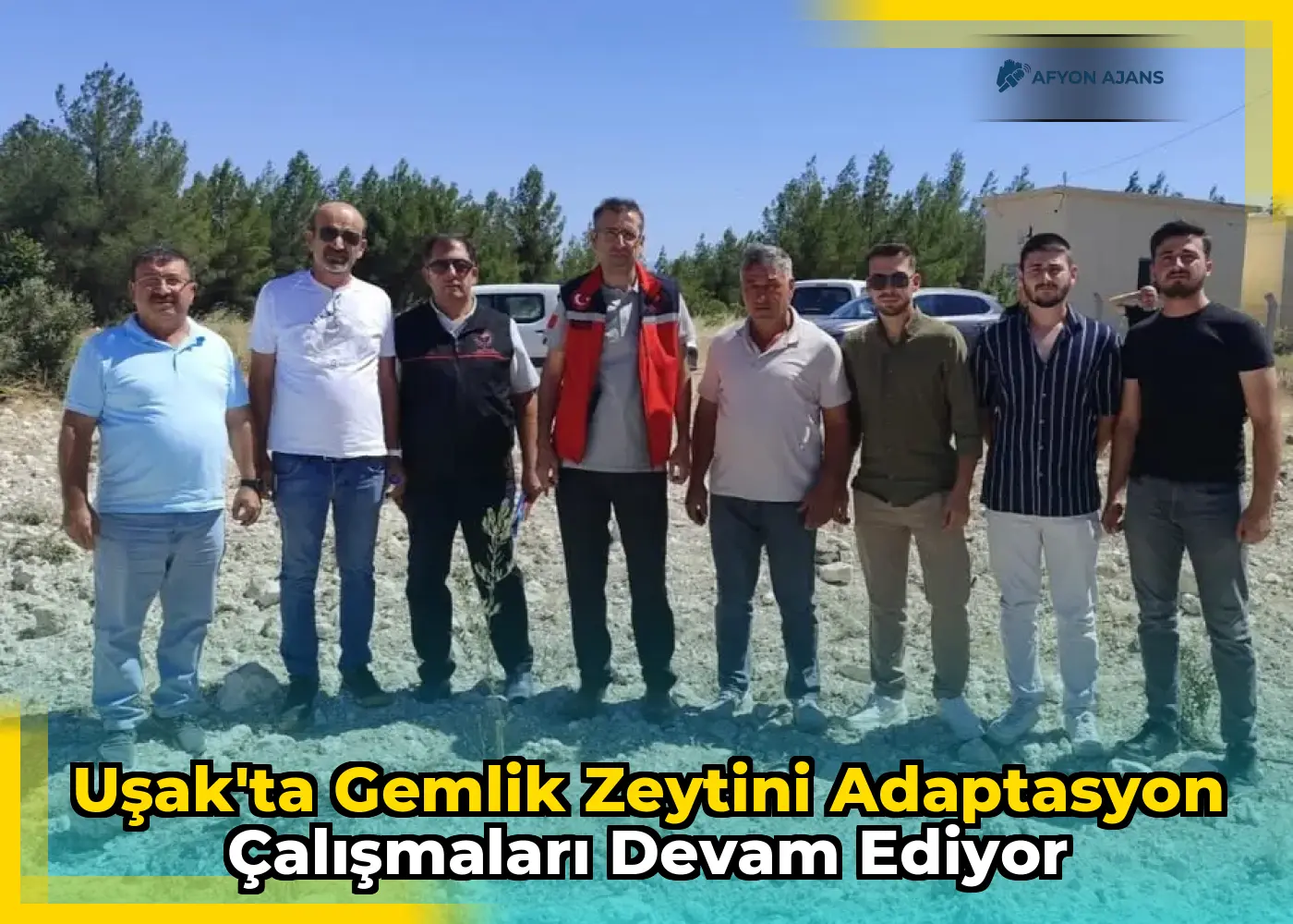 Uşak'ta Gemlik Zeytini Adaptasyon Çalışmaları Devam Ediyor
