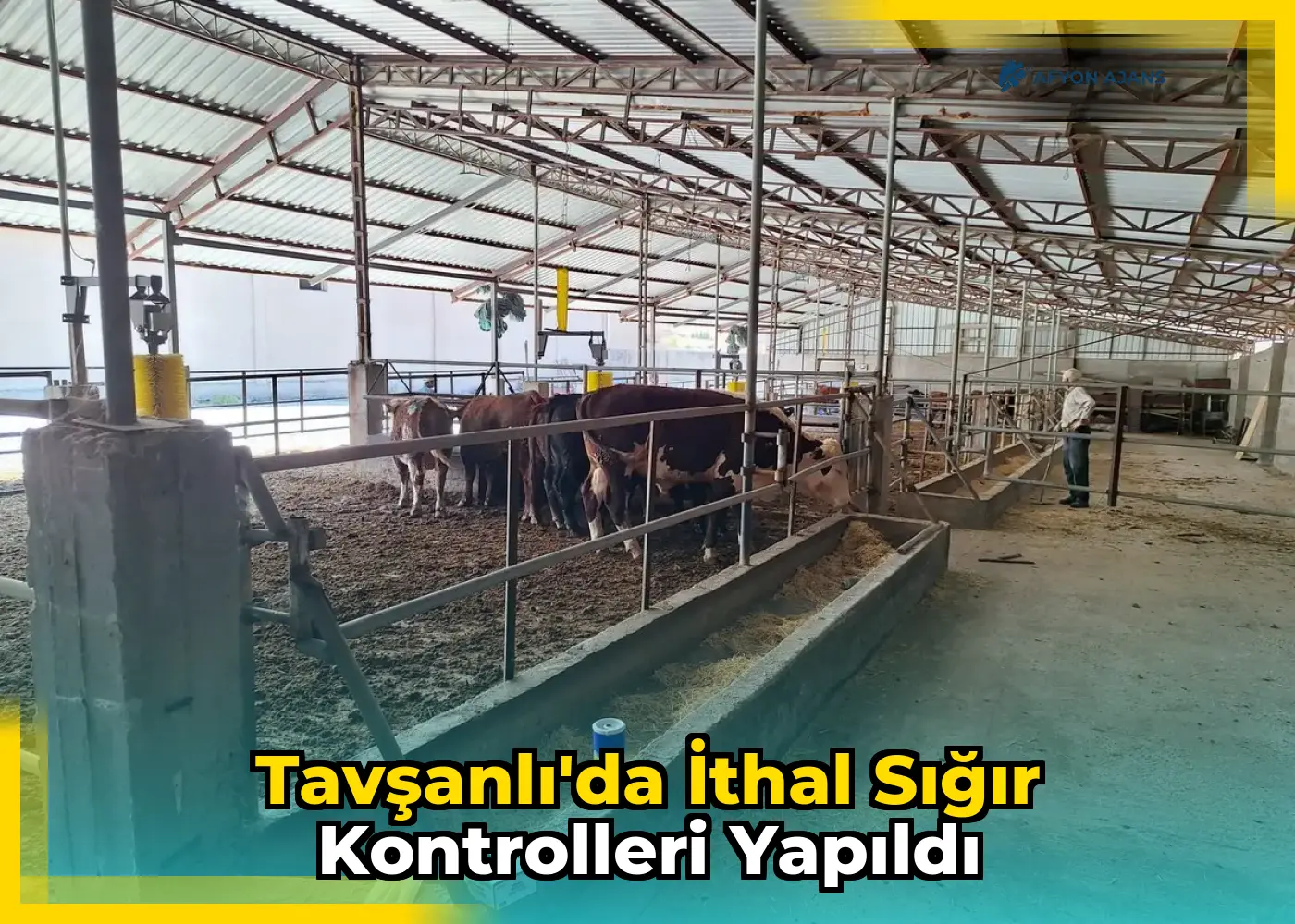 Tavşanlı'da İthal Sığır Kontrolleri Yapıldı