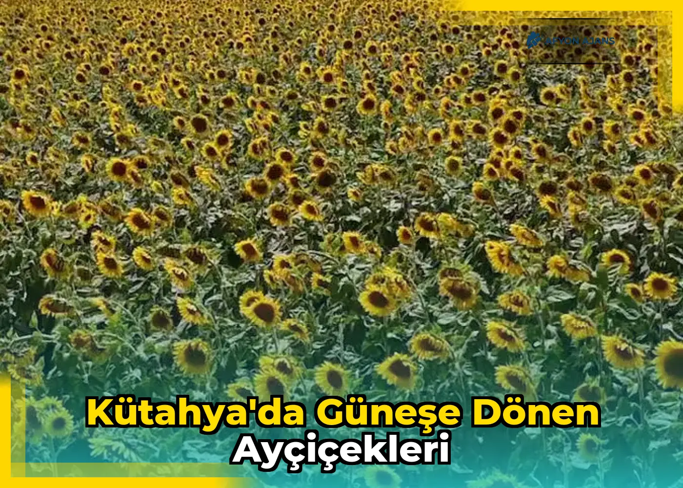 Kütahya'da Güneşe Dönen Ayçiçekleri