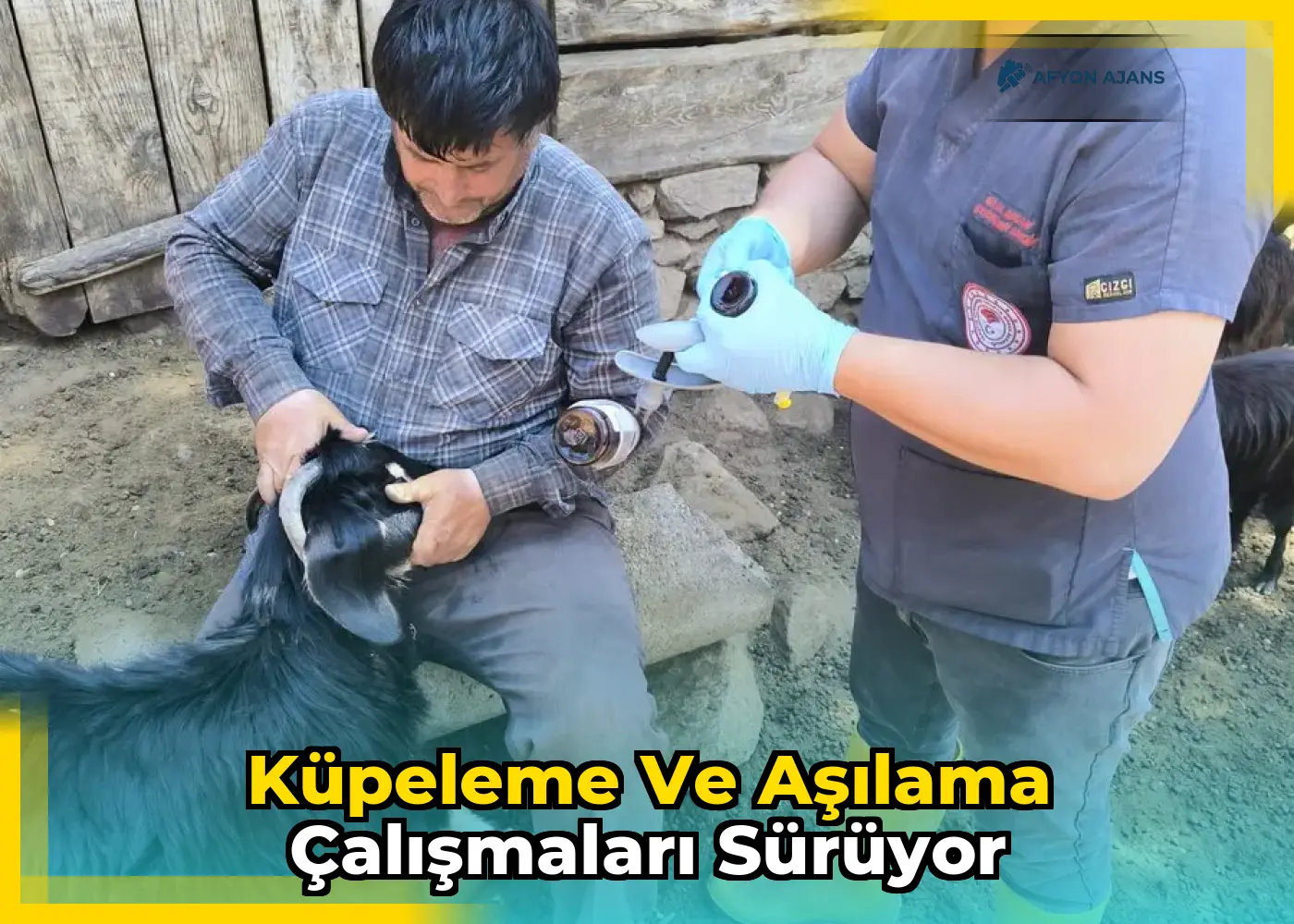 Küpeleme ve aşılama çalışmaları sürüyor