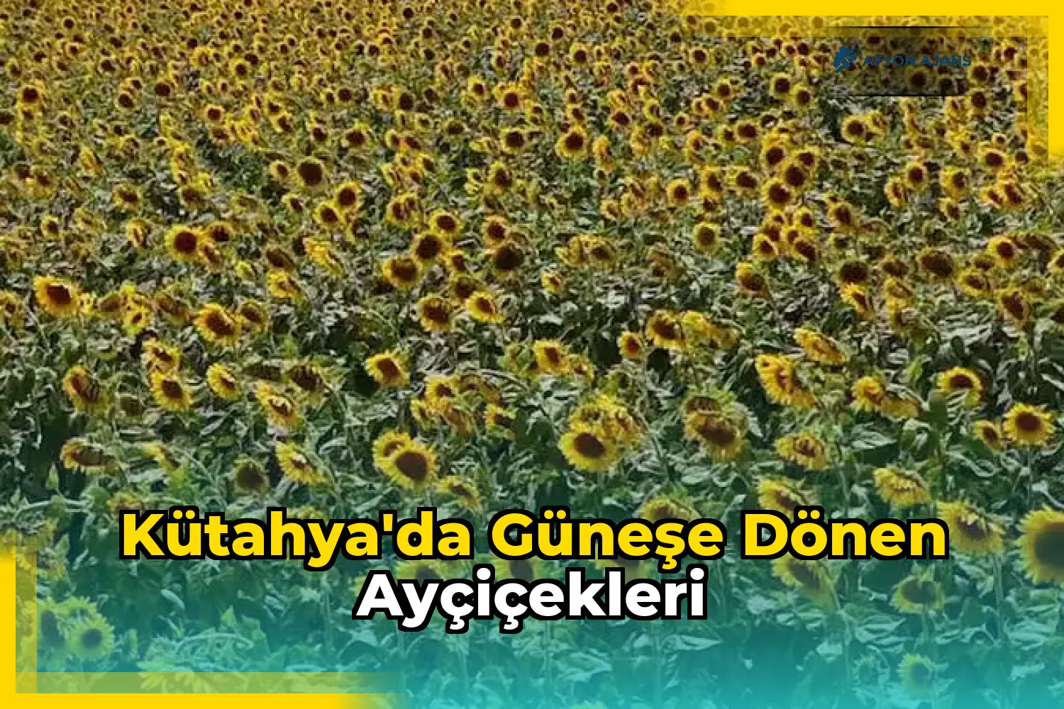 Kütahya'da Güneşe Dönen Ayçiçekleri