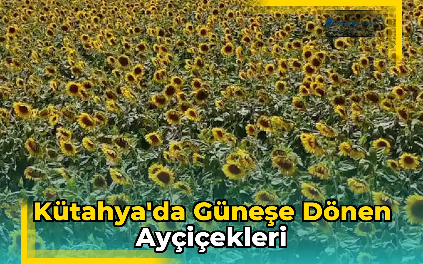 Kütahya'da Güneşe Dönen Ayçiçekleri