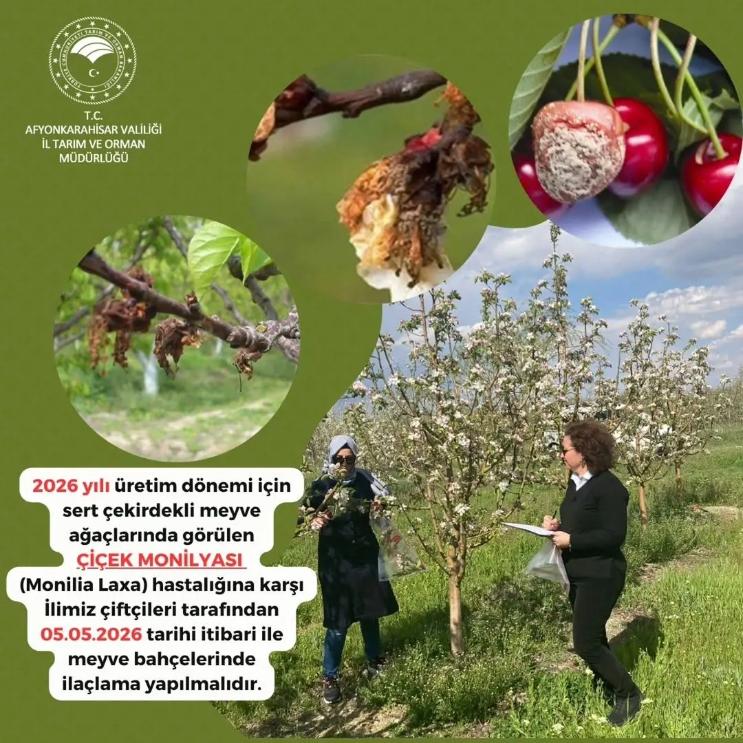 Sert Çekirdekli Meyve Ağaçlarında Çiçek Monilyası İçin 2. İlaçlama Uyarısı