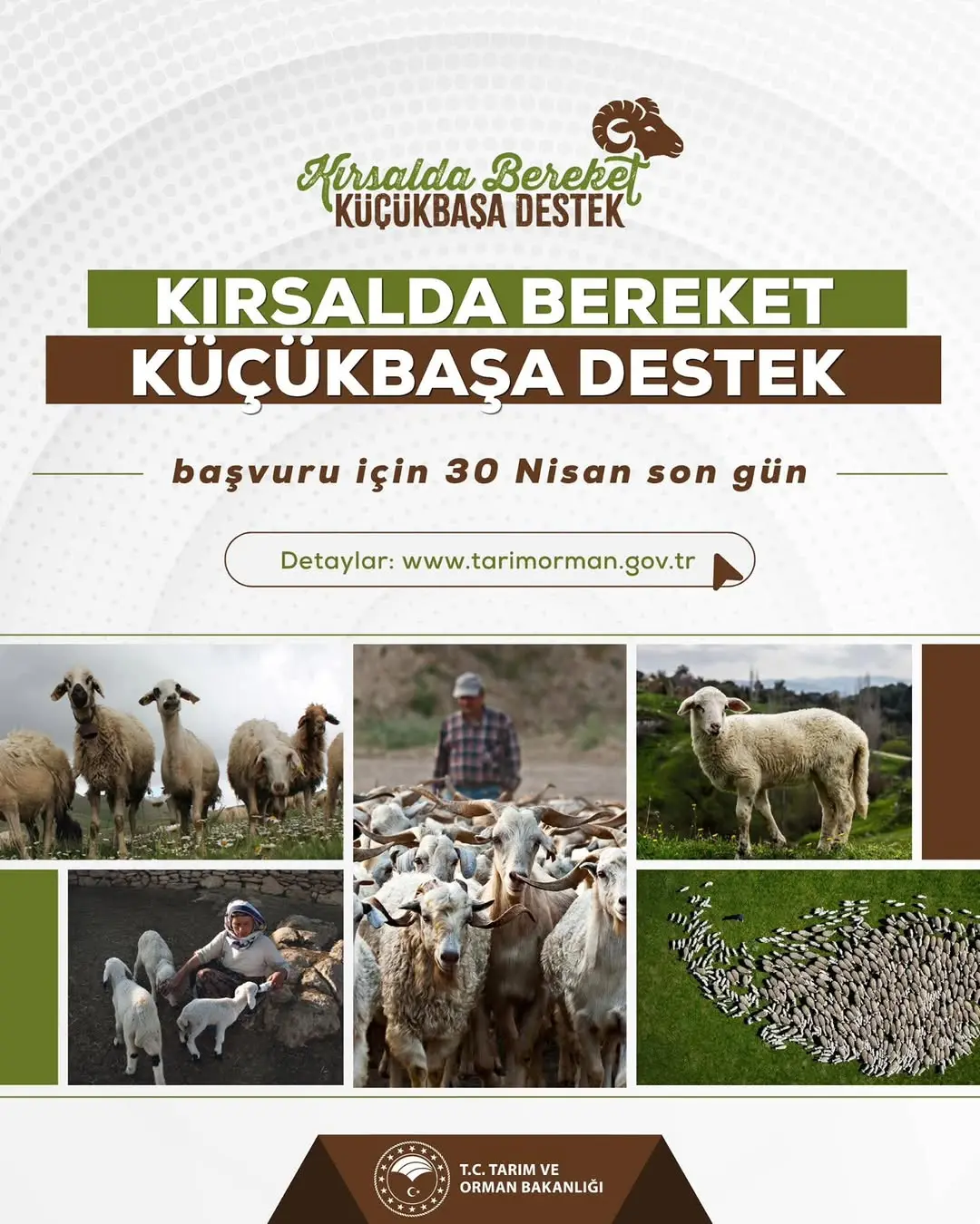 Kırsalda Bereket Küçükbaşa Destek Projesi Son Başvuru Tarihi Yaklaşıyor