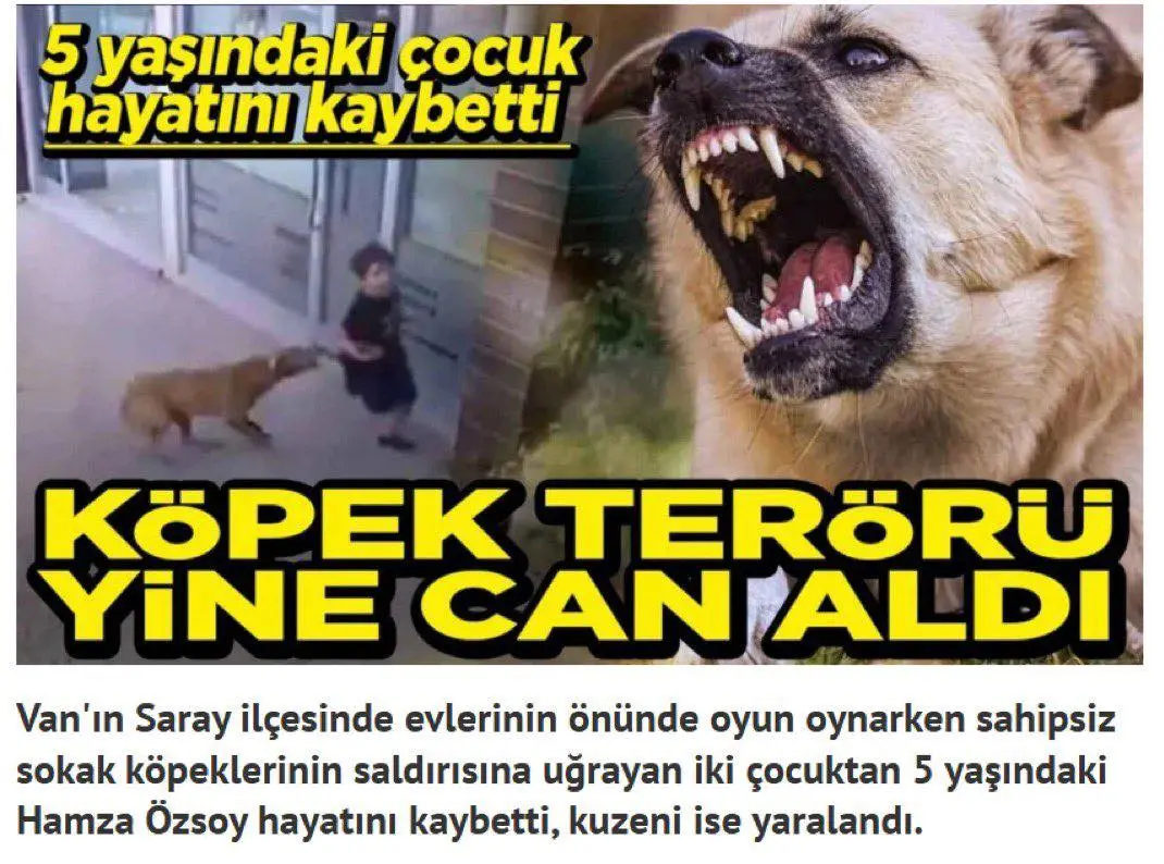 Başıboş Köpek Terörü: Bir Çocuğun Hayatını Kaybetmesine Sebep Oldu